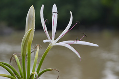 Crinum viviparum